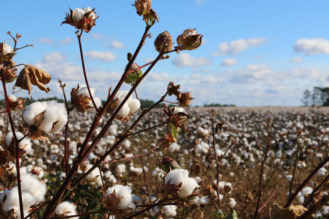 Organic Cotton suppliers from Europe